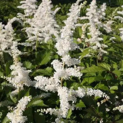 Астильба ДОЙЧЛАНД японская в Минске