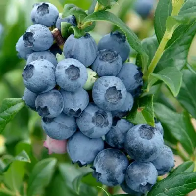 Голубика ХАРДИБЛЮ в Минске