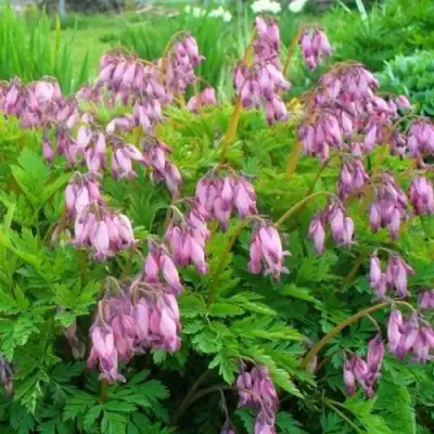 Дицентра изящная в Минске