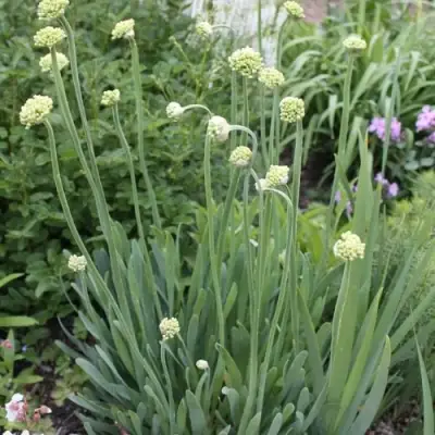 Лук слизун в Минске