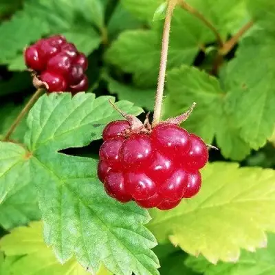 Княженика АННА в Минске