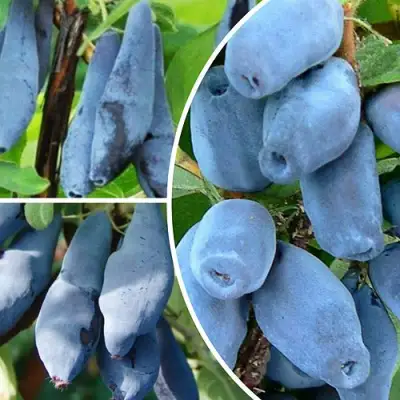 Комплект СИЯНИЕ ГЛАЗ в Минске