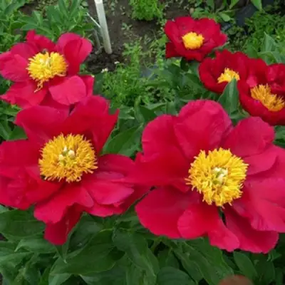 Пион АМЕРИКА травянистый в Минске