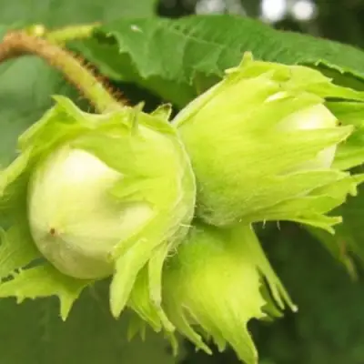 Фундук КАТАЛОНСКИЙ в Минске