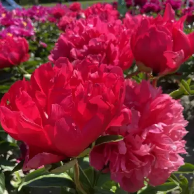 Пион БЕЛГРАВИЯ травянистый в Минске