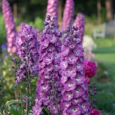 Дельфиниум ДЕЛЬФИС ПИНК ПАУЭ высокий в Минске