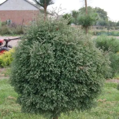 Туя вересковидная в Минске