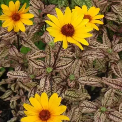 Гелиопсис САММЕР ПИНК в Минске