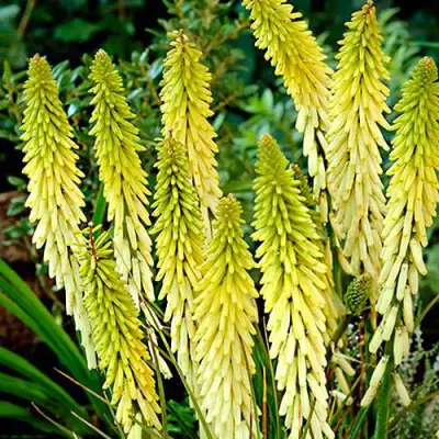 Книфофия ЛИТТЛ МЕЙД гибридная в Минске