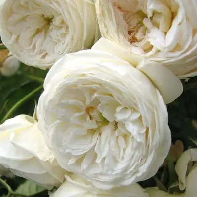 Роза АРТЕМИС шраб в Минске