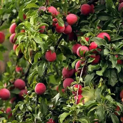 Слива КЛЕОПАТРА в Минске