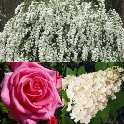 Комплект ВЕЧНАЯ КЛАССИКА в Минске