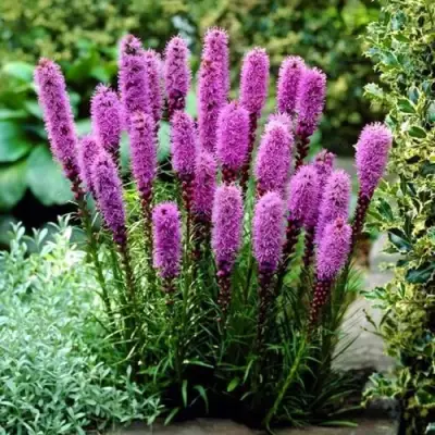 Лиатрис РОЗЕА колосковая в Минске