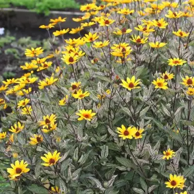 Гелиопсис САММЕР ПИНК в Минске