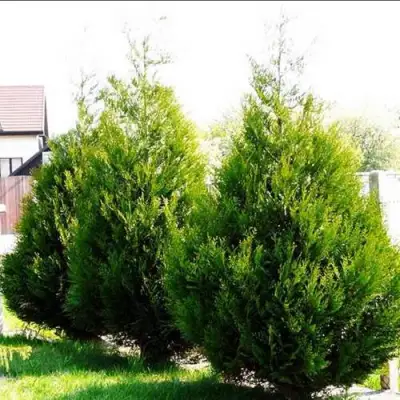 Туя АТРОВИРЕНС складчатая в Минске