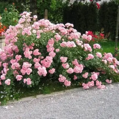 Роза БОНИКА флорибунда в Минске