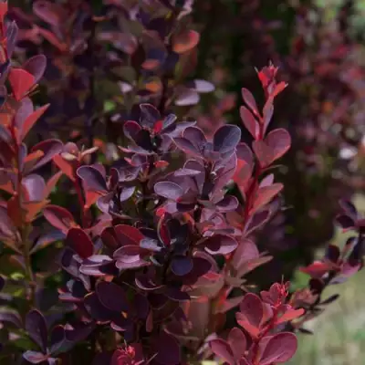 Барбарис ХЕЛМОНД ПИЛЛАР тунберга в Минске