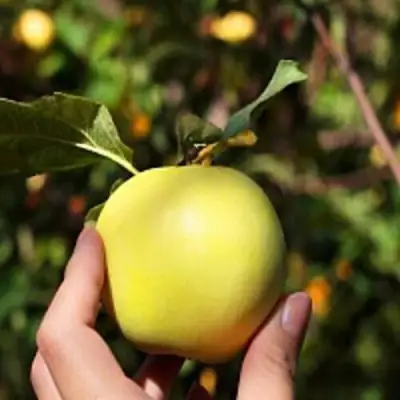 Яблоня РОССИЯНКА в Минске