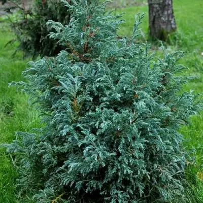 Кипарисовик БЕБИ БЛЮ горохоплодный в Минске