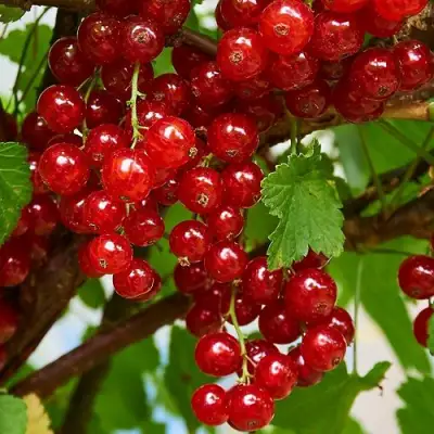 Смородина красная НАТАЛИ в Минске