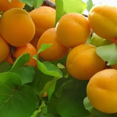 Абрикос ЖИГУЛЕВСКИЙ СУВЕНИР в Минске