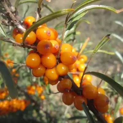 Облепиха СУДАРУШКА в Минске