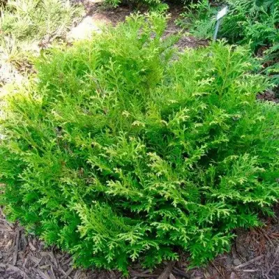 Туевик НАНА долотовидный  в Минске