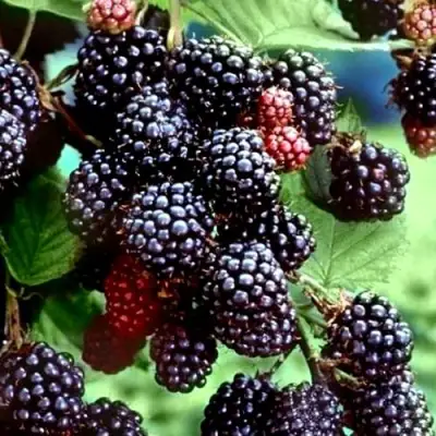 Ежевика ЭВЕРГРИН бесшипная  в Минске