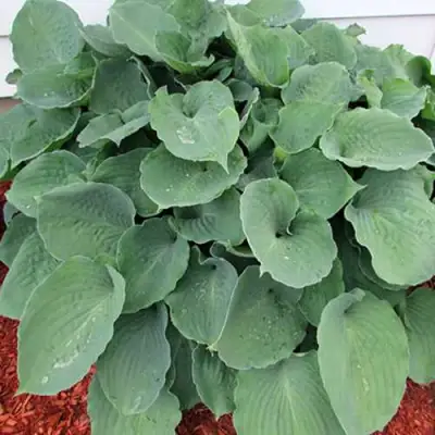 Хоста МУНЛАЙТ СОНАТА гибридная в Минске