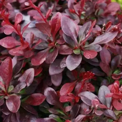 Барбарис АТРОПУРПУРЕА НАНА тунберга в Минске