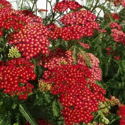 Тысячелистник ПАПРИКА обыкновенный в Минске