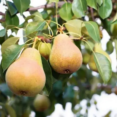 Груша ВЫСТАВОЧНАЯ в Минске