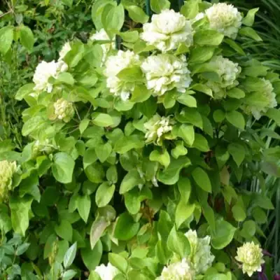 Клематис КОХАНА в Минске