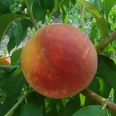 Персик ВАЙН ГОЛД Т3 в Минске