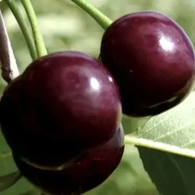 Дюк КСЕНИЯ (ЧЕРЕВИШНЯ) в Минске