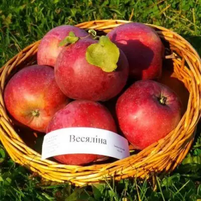 Яблоня ВЕСЯЛИНА в Минске