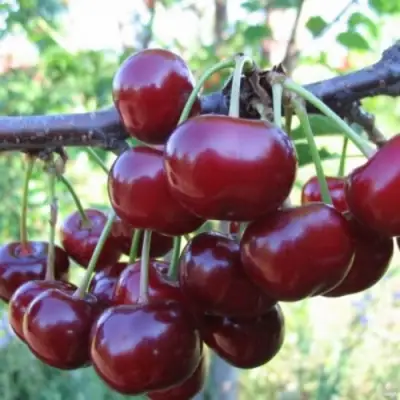 Вишня НОРД СТАР в Минске