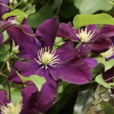 Клематис ГЕРОИ ВАРШАВЫ в Минске