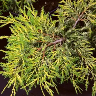 Можжевельник КИНГ ОФ СПРИНГ средний в Минске