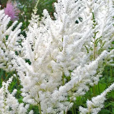 Астильба ДИАМАНТ Арендса в Минске