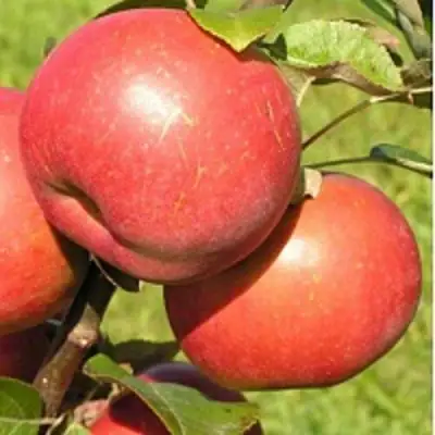 Яблоня РЕДКРАФТ в Минске