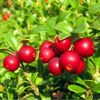 Брусника садовая РЕД ПЕРЛ в Минске