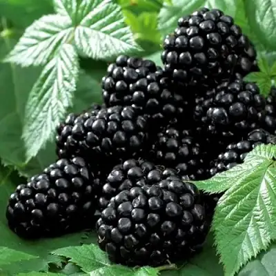 Ежевика БЛЭК БЬЮТИ в Минске