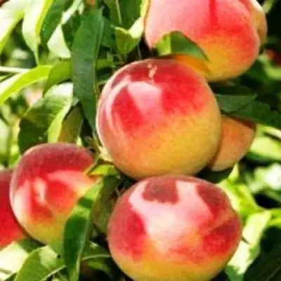 Персик НОВОСЕЛКОВСКИЙ в Минске