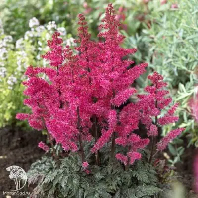Астильба МУЛЕН РУЖ курчавая в Минске