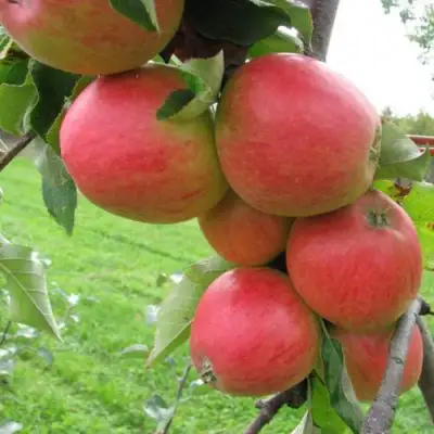 Яблоня ПИККОЛО в Минске