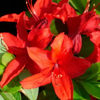 Азалия НАБУКО листопадная в Минске