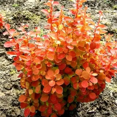 Барбарис ОРАНЖ ФАЙЕР тунберга в Минске