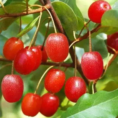 ГУМИ (ЛОХ МНОГОЦВЕТКОВЫЙ) в Минске