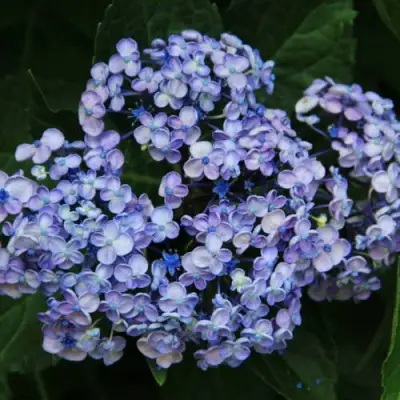 Гортензия АИША крупнолистная  в Минске